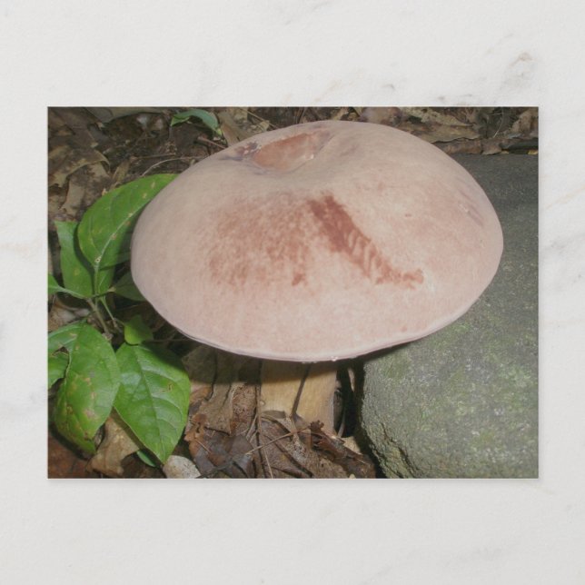 Suede Mushroom vykort (Framsida)