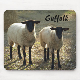 Suffolkfår Sent dagsljus Ladugårdsbetesmark Musmatta