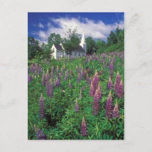 Sugar Backe New Hampshire Lupines and Church Vykort