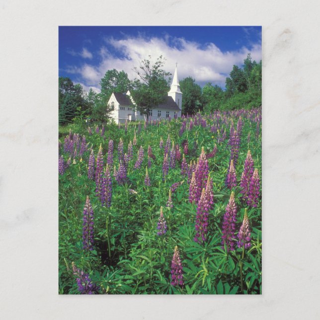 Sugar Backe New Hampshire Lupines and Church Vykort (Framsida)