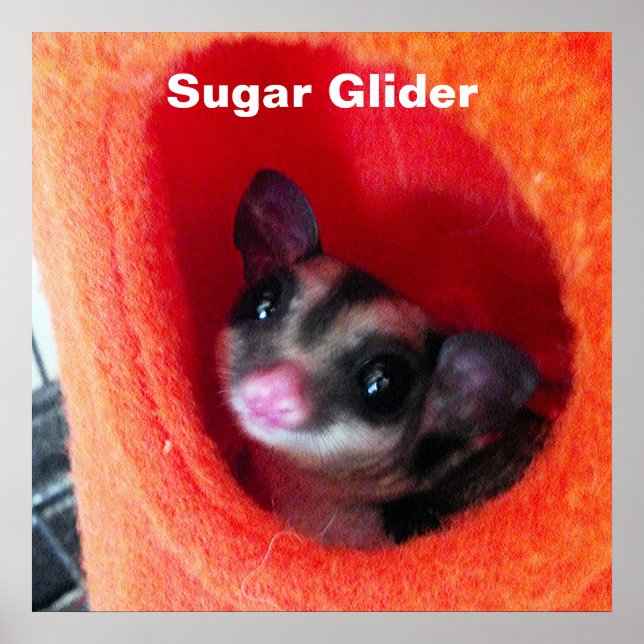 Sugar Glider i orange hängande säng Poster (Framsidan)