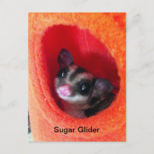 Sugar Glider i orange hängande säng Vykort