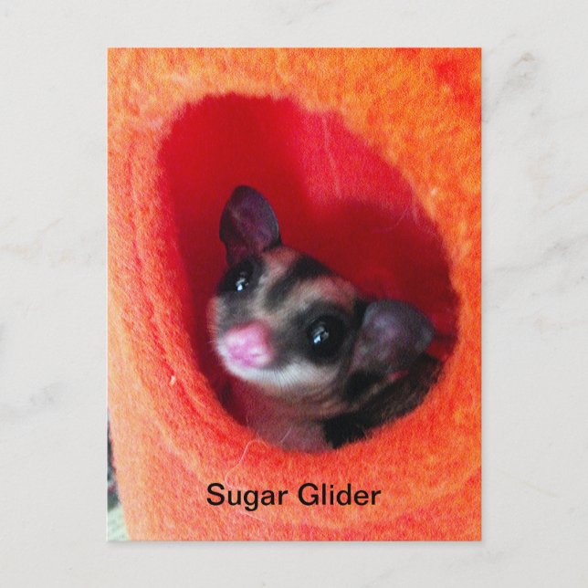 Sugar Glider i orange hängande säng Vykort (Framsida)