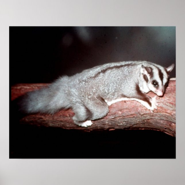 Sugar Glider - Petaurus breviceps Poster (Framsidan)