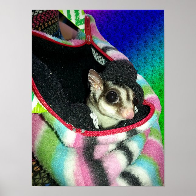 Sugar Glider som bär en hatt Liten Poster (Framsidan)
