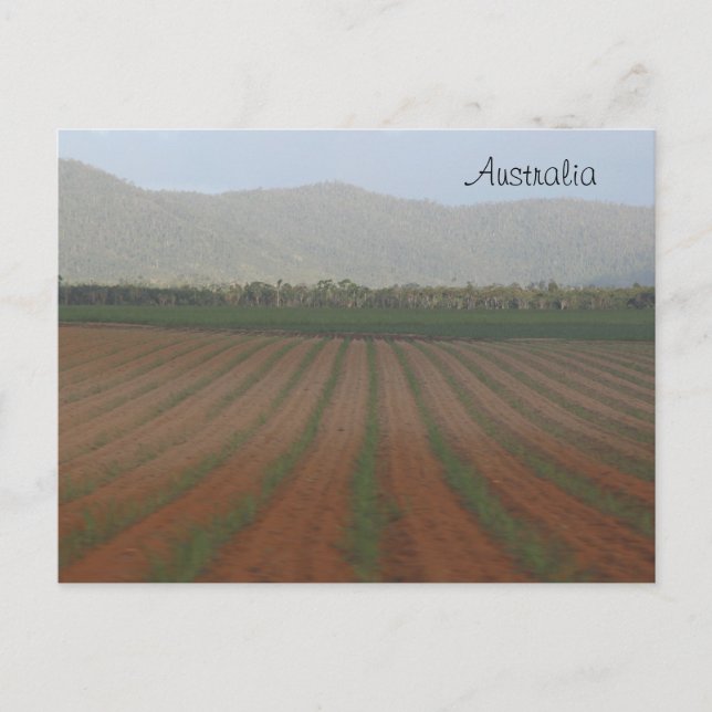 Sugar Käpp Fält - Queensland, Australien Vykort (Framsida)