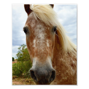 "Sugar Stride: Appaloosas Grace" Fototryck