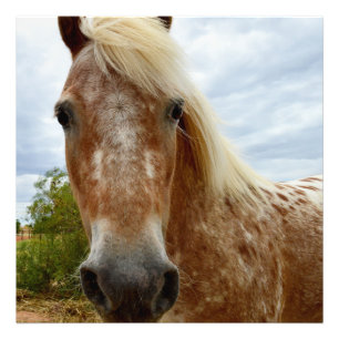"Sugar Stride: Appaloosas Grace" Fototryck