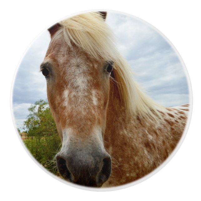 "Sugar Stride: Appaloosas Grace" Knopp (Framsidan)