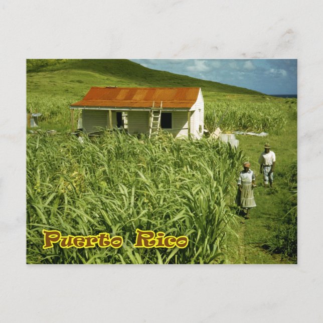 Sugarcane Plantation, Puerto Rico Vykort (Framsida)
