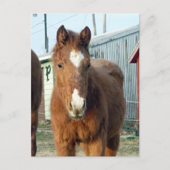 Sugarmans Lynx Vykort (Framsida)