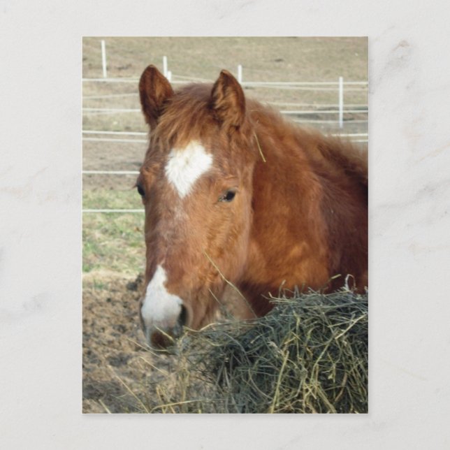 Sugarmans Lynx Vykort (Framsida)