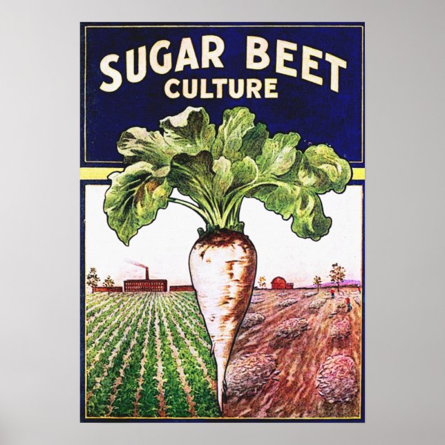 Suger Beet Culture Vintage affisch (Framsidan)