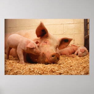 Sugga och piglets poster
