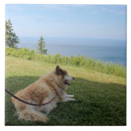 Suka Enjoying Cape George Kakelplatta