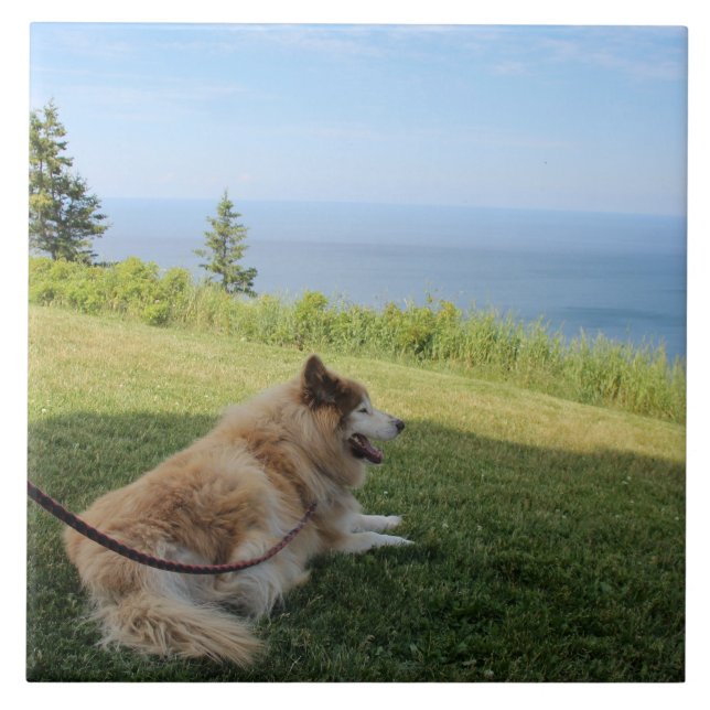 Suka Enjoying Cape George Kakelplatta (Framsidan)