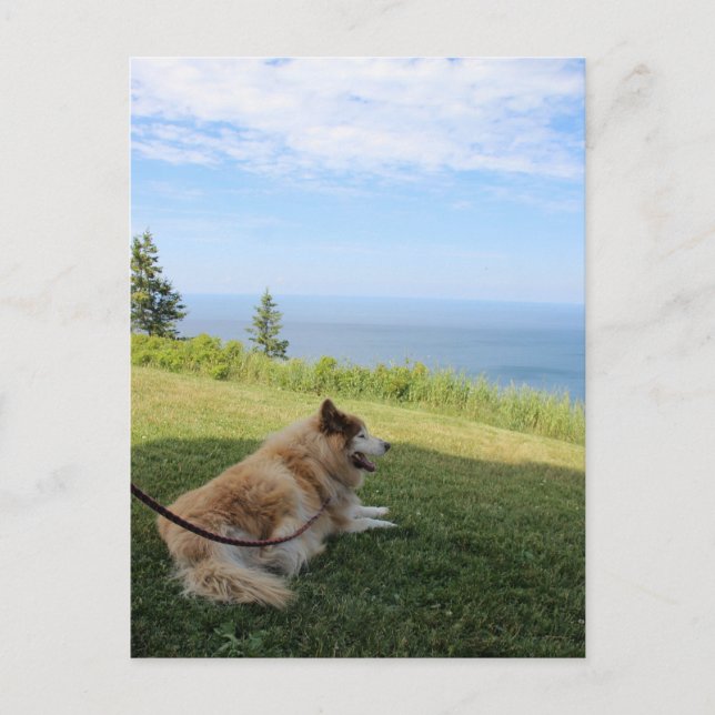 Suka Enjoying Cape George Postcard Vykort (Framsida)