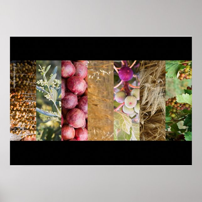 Sukkot Poster (Framsidan)