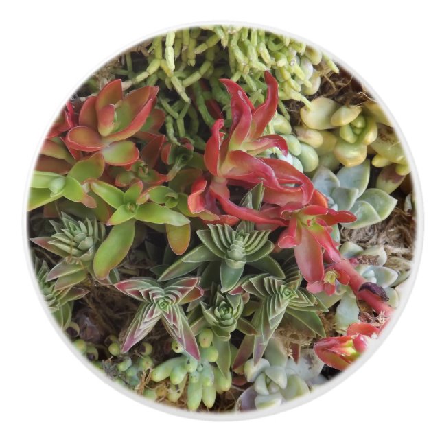 Sukulär Anpassningsbar keramisk knopp (Framsidan)