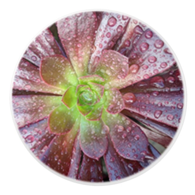 Sukulär keramisk dragkraft knopp (Framsidan)