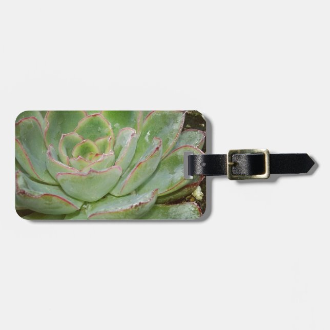 Sukulära, höns och Chickar Bagagebricka (Horisontell Framsida)