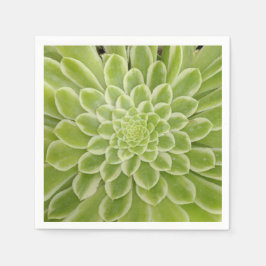 Sukulära pappra blöjor pappersservett