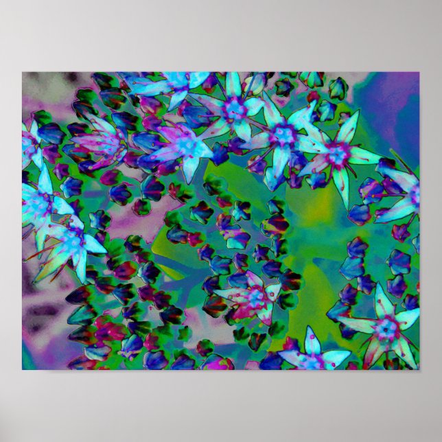 Sukulära seduumblommor i Aqua, Lila och Blue Poster (Framsidan)