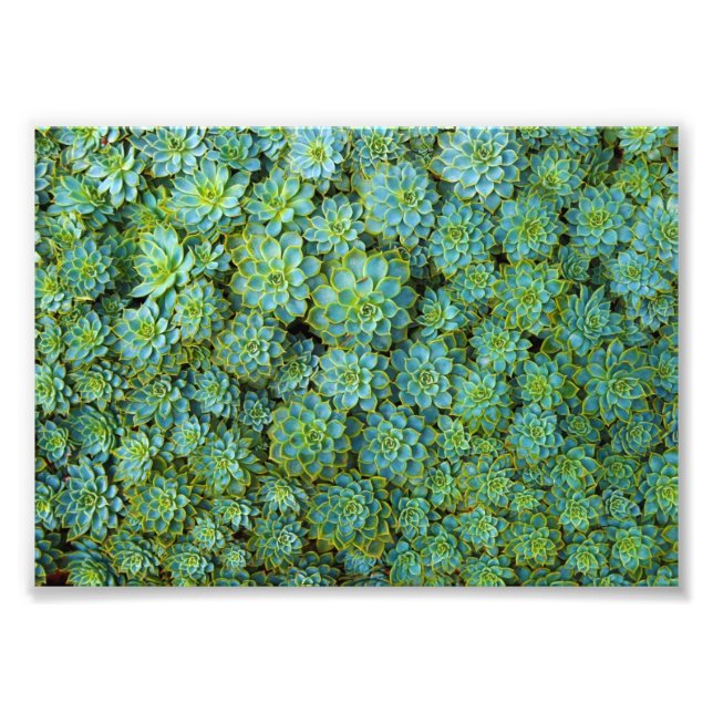 Sukulationer - Echeveria-anläggningen Fototryck (Framsidan)