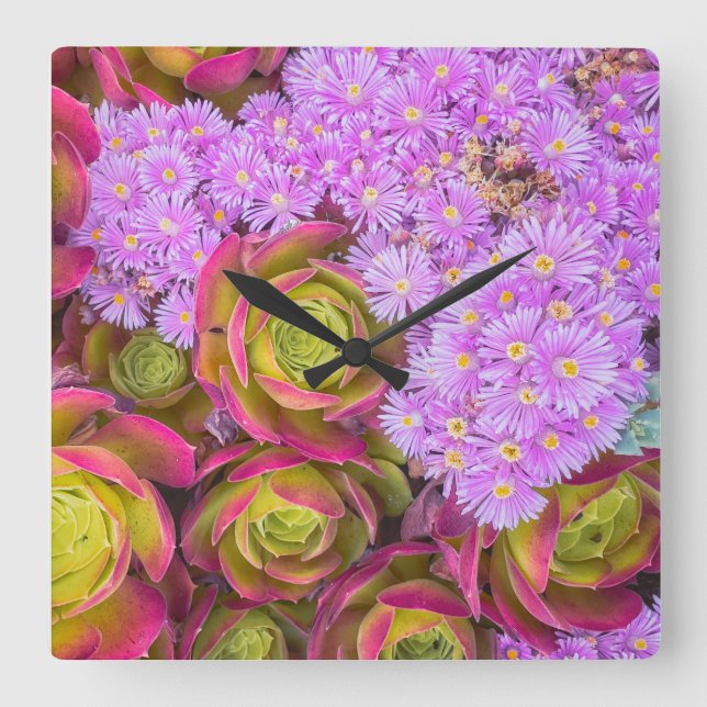 Sukulationer Fyrkantig Klocka (Framsida)