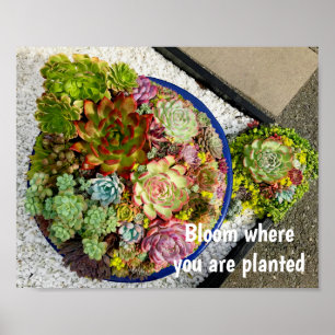 Sukulationer i Planter Poster