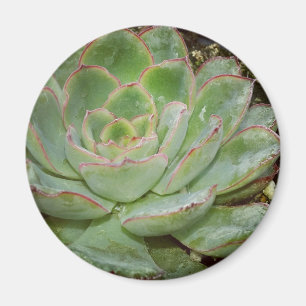 Sukulationer Magnet