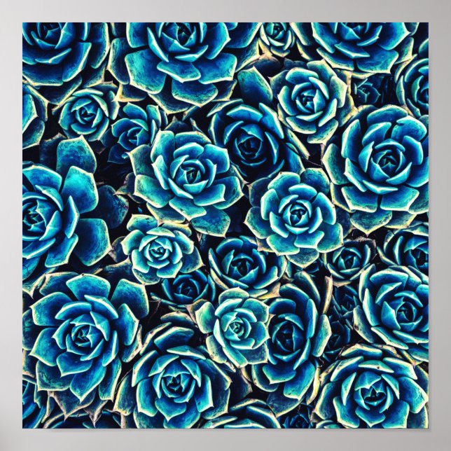 Sukulationer Poster (Framsidan)