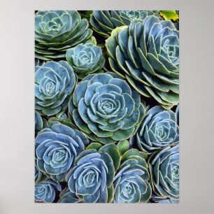 Sukulent fotofoto Succulent Day Cactus Lagrar Poster