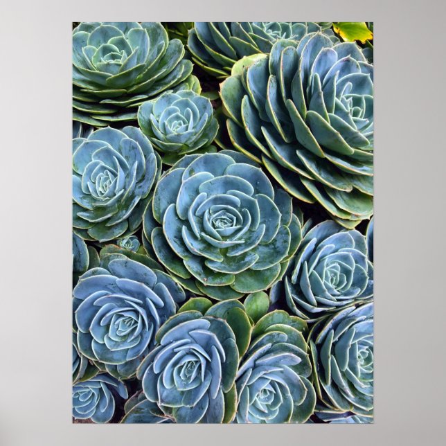 Sukulent fotofoto Succulent Day Cactus Lagrar Poster (Framsidan)