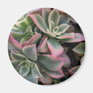Sukulent Magnet