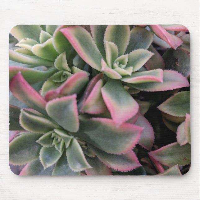 Sukulent Musmatta (Framsidan)