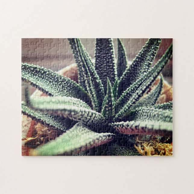 Sukulent uppslammande självvård i hushåll pussel (Horisontell)