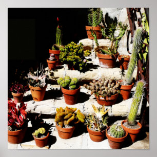 Sukulor i Terracotta Pots i eftermiddags Sol Poster