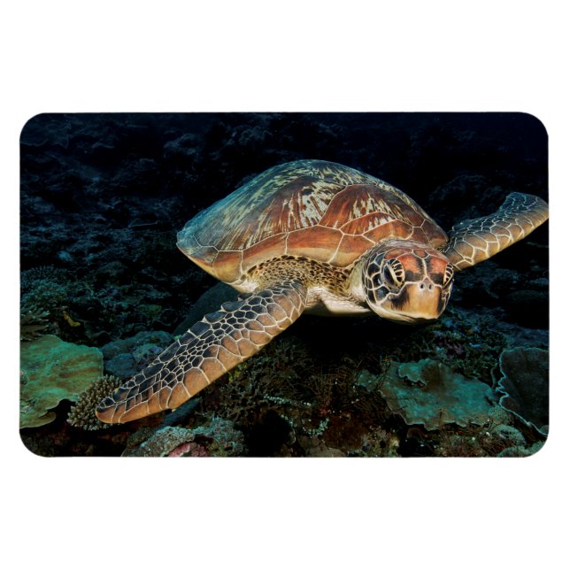 Sulawesi| Grönt Sea Turtle Magnet (Horisontell)
