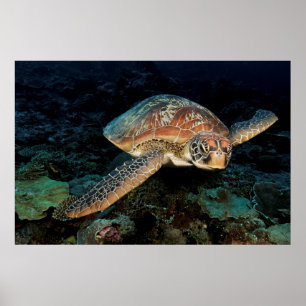 Sulawesi Grönt Sea Turtle Poster