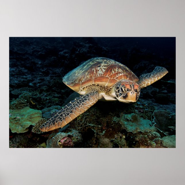 Sulawesi | Grönt Sea Turtle Poster (Framsidan)