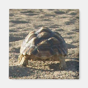 Sulcata, afrikansk surt tortoise, Walking in Sand Magnet