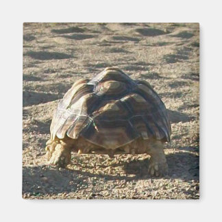 Sulcata, afrikansk surt tortoise, Walking in Sand Magnet