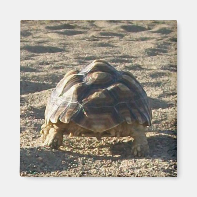 Sulcata, afrikansk surt tortoise, Walking in Sand Magnet (Framsidan)