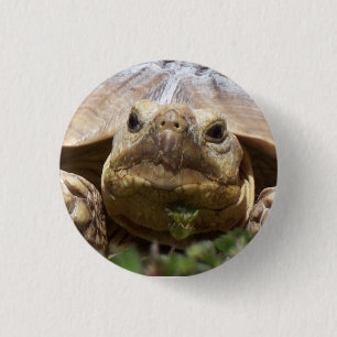 Sulcata sköldpadda knapp