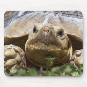 Sulcata sköldpadda musmatta