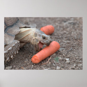 Sulcata sköldpadda som äter moroten poster