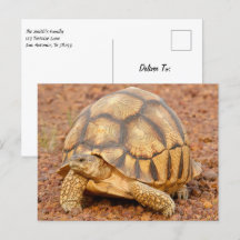 Sulcata Sköldpadda