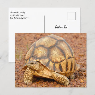 Sulcata Sköldpadda Vykort