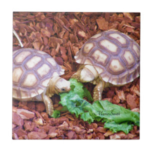 Sulcata sköldpaddaHatchlings Kakelplatta